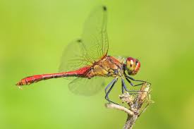 Attēlu rezultāti vaicājumam “Sympetrum sanguineum male”