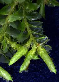 Attēlu rezultāti vaicājumam “Plagiochila porelloides sporophyte”