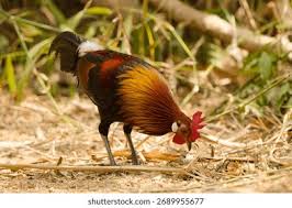 Attēlu rezultāti vaicājumam “Gallus male”