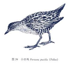 Image result for Porzana pusilla