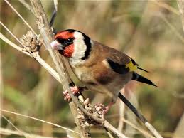 Attēlu rezultāti vaicājumam “Carduelis carduelis”