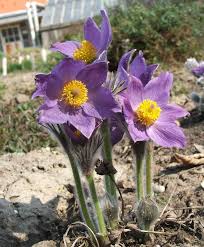 Attēlu rezultāti vaicājumam “Pulsatilla patens”