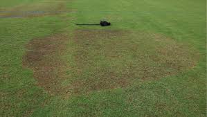 Attēlu rezultāti vaicājumam “Lophozia badensis sporophyte”