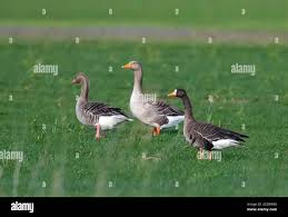 Attēlu rezultāti vaicājumam “Anser albifrons adult”