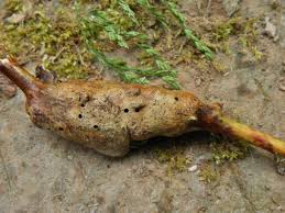 Attēlu rezultāti vaicājumam “Diastrophus rubi”