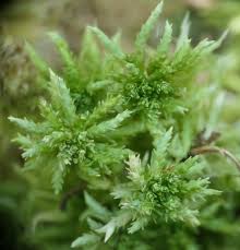 Attēlu rezultāti vaicājumam “Sphagnum palustre”