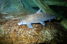 Image result for Cycleptus elongatus