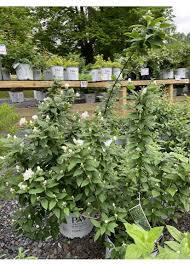 Attēlu rezultāti vaicājumam “Philadelphus coronarius leaf”