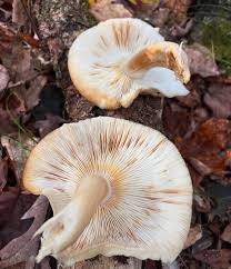 Attēlu rezultāti vaicājumam “Hypsizygus ulmarius”