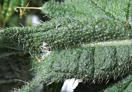 Attēlu rezultāti vaicājumam “Cirsium vulgare leaf”