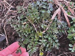Attēlu rezultāti vaicājumam “Cardamine impatiens”
