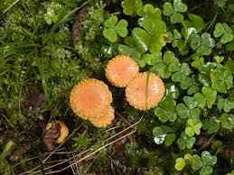 Attēlu rezultāti vaicājumam “Pholiota flammans”