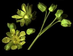 Attēlu rezultāti vaicājumam “Acer platanoides flower”