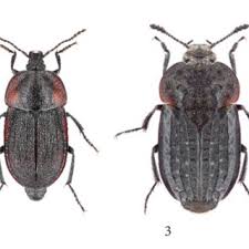 Attēlu rezultāti vaicājumam “Phosphuga atrata”