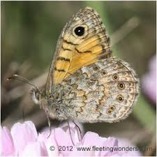 Attēlu rezultāti vaicājumam “Lasiommata megera”