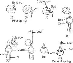 Attēlu rezultāti vaicājumam “Aconitum napellus bud”