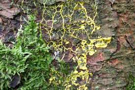 Attēlu rezultāti vaicājumam “Badhamia dubia spores”