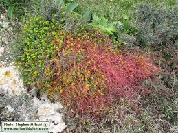 Attēlu rezultāti vaicājumam “Cuscuta epithymum subsp. trifolii flower”