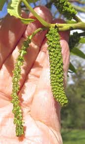 Attēlu rezultāti vaicājumam “Pterocarya fraxinifolia flower”