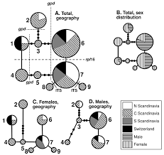 Attēlu rezultāti vaicājumam “Drepanocladus trifarius”