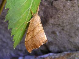 Attēlu rezultāti vaicājumam “Falcaria lacertinaria”