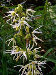 Attēlu rezultāti vaicājumam “Echinocystis lobata flower”