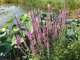 Image result for Blutweiderich