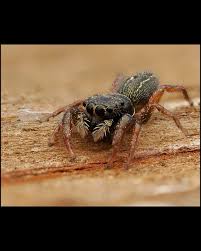 Attēlu rezultāti vaicājumam “Tubifera applanata macro”