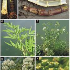 Attēlu rezultāti vaicājumam “Cicuta virosa”