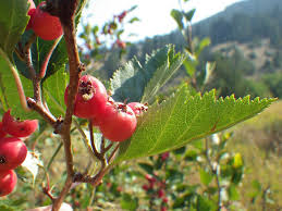Attēlu rezultāti vaicājumam “Crataegus macracantha fruit”