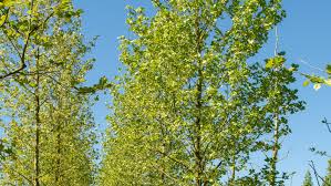 Attēlu rezultāti vaicājumam “Platanus x hispanica (syn. Platanus x acerifolia)”