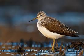 Attēlu rezultāti vaicājumam “Tringa ochropus”