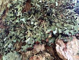 Attēlu rezultāti vaicājumam “Parmelia serrana”