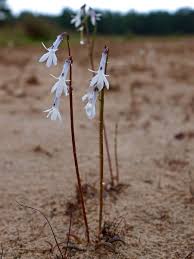 Attēlu rezultāti vaicājumam “Lobelia dortmanna flower”