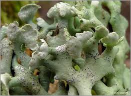 Attēlu rezultāti vaicājumam “Hypogymnia physodes”