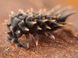 Attēlu rezultāti vaicājumam “Collembola”