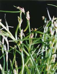 Attēlu rezultāti vaicājumam “Schoenus ferrugineus flower”