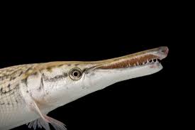 Image result for Atractosteus spatula