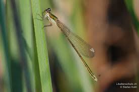 Attēlu rezultāti vaicājumam “Nehalennia speciosa”