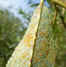 Attēlu rezultāti vaicājumam “Melampsora epitea”