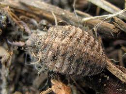 Attēlu rezultāti vaicājumam “Myrmeleontidae larva”