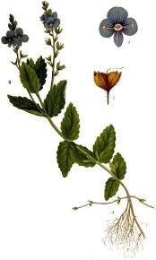 Attēlu rezultāti vaicājumam “Veronica chamaedrys leaf”