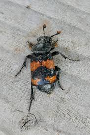 Attēlu rezultāti vaicājumam “Nicrophorus investigator imago”