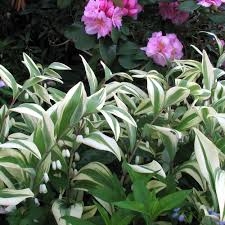 Attēlu rezultāti vaicājumam “Polygonatum odoratum flower”