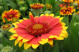 Image result for Gaillardia pulchella