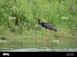 Attēlu rezultāti vaicājumam “Ciconia nigra adult”