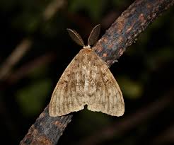 Attēlu rezultāti vaicājumam “Lymantria dispar”