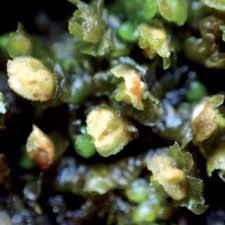 Attēlu rezultāti vaicājumam “Frullania fragilifolia macro”