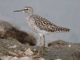 Attēlu rezultāti vaicājumam “Tringa glareola”