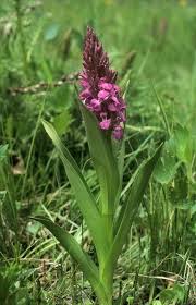 Attēlu rezultāti vaicājumam “Dactylorhiza incarnata”